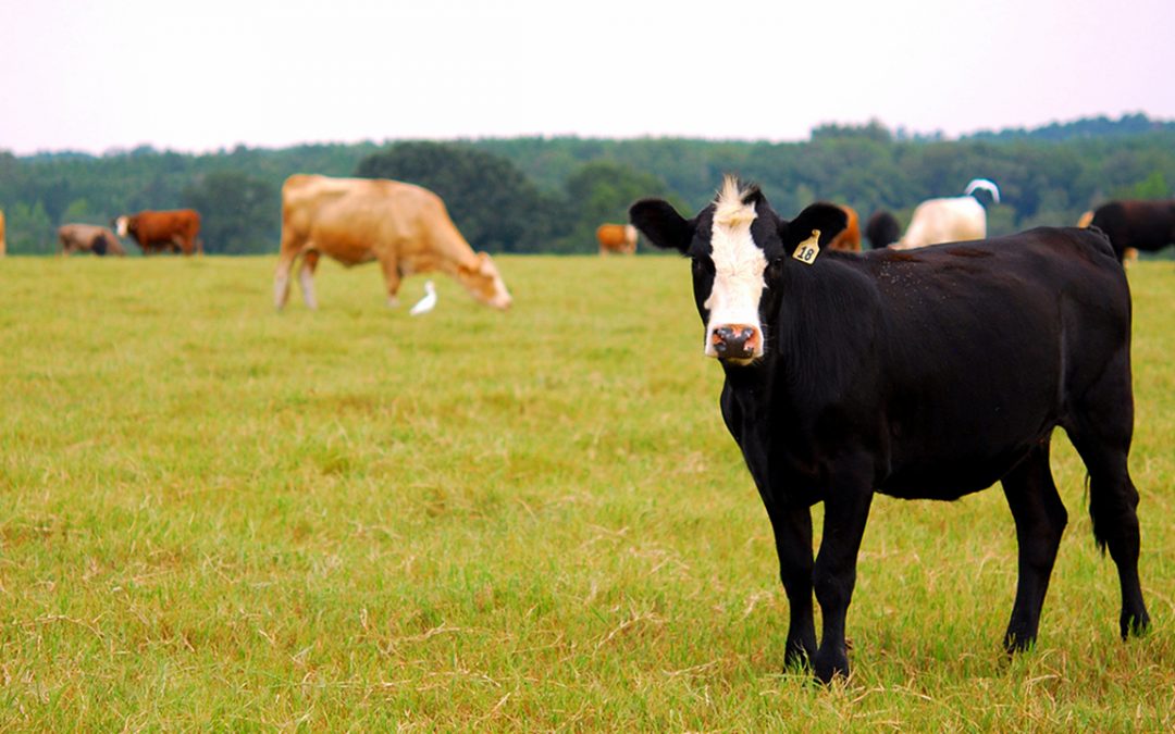 2018 beef cattle conference set Aug. 18 in Auburn