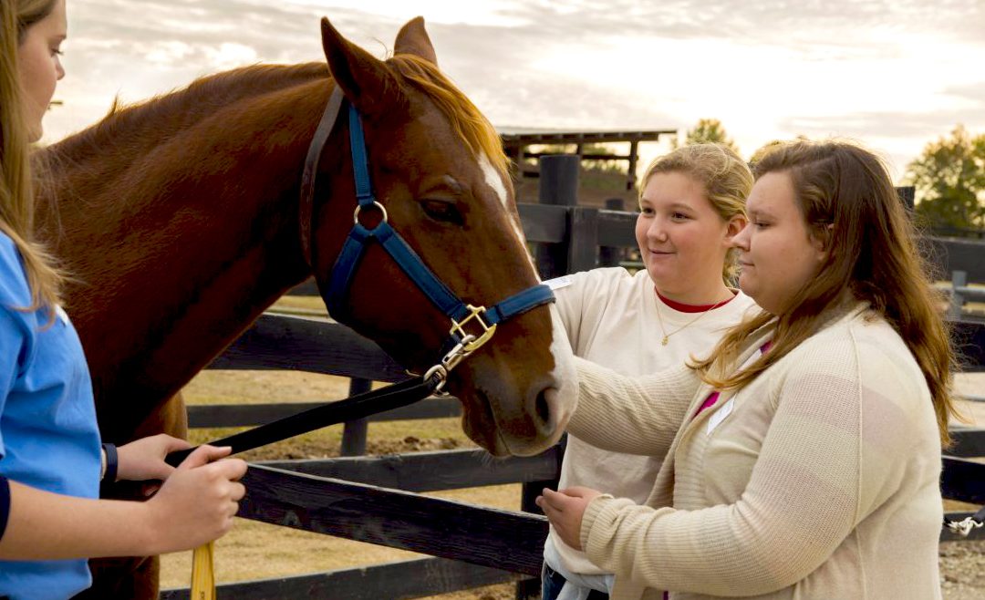 Ag, Veterinary Medicine team up to offer Horse U and Horse Course Dec. 1